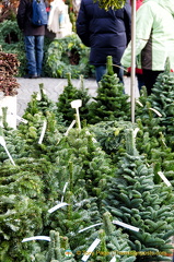 Christmas trees and decorations